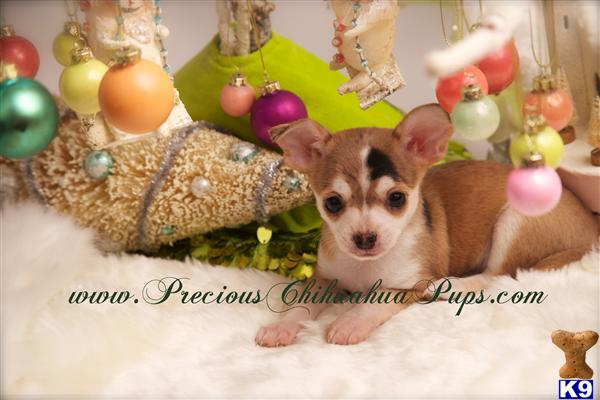 Puppies in OR