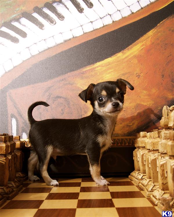 Puppies in OR