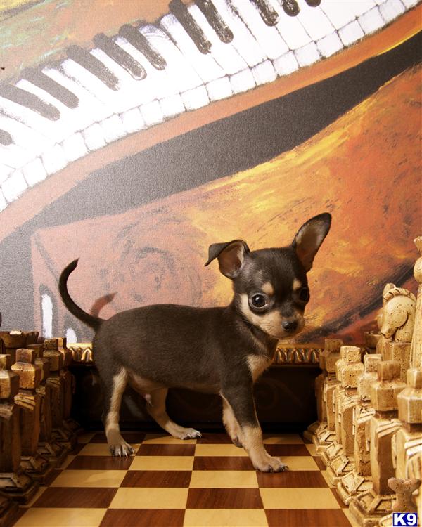 Puppies in OR