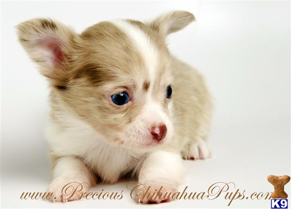 long haired chihuahua puppies long haired chihuahua puppies for sale. long haired chihuahua puppies