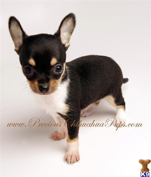 Chihuahua Puppies long haired chihuahua puppies for sale in nc. Chihuahua Puppies