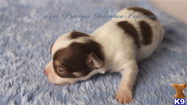 Puppies in OR