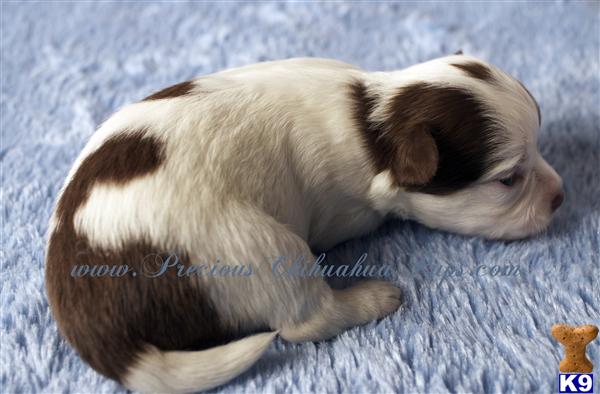 Puppies in OR