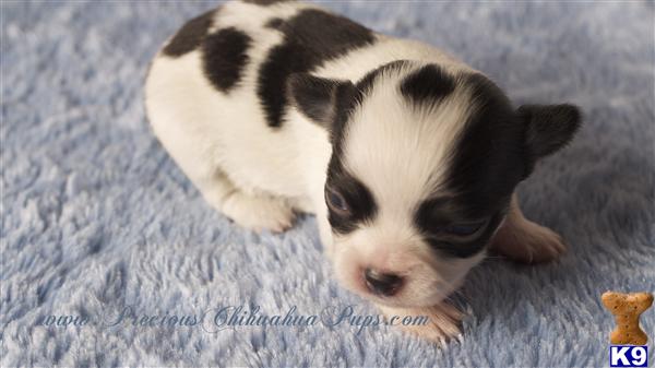 Puppies in OR