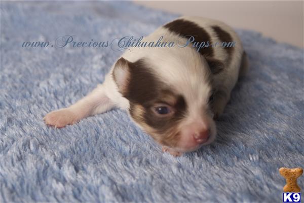 Puppies in OR