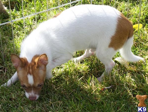 Puppies in OR