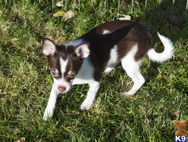 Chihuahua Puppies in OR