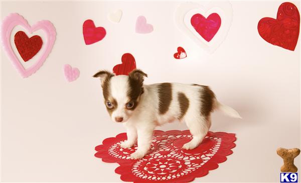 Puppies in OR