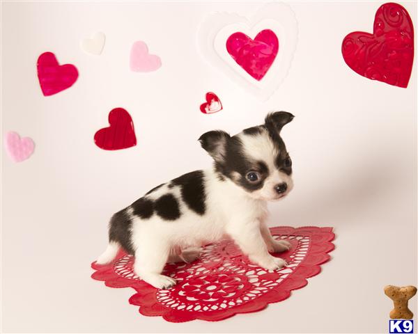 Puppies in OR