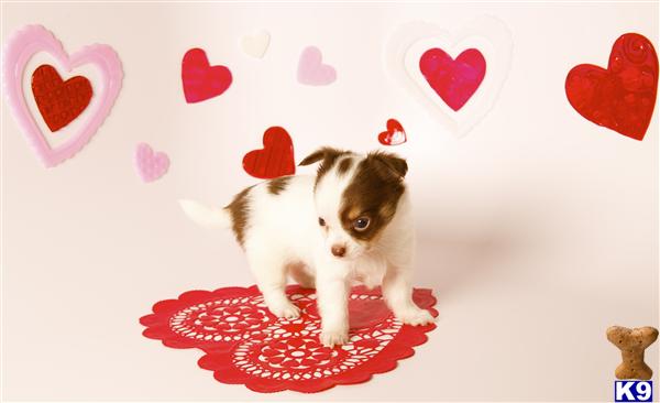 Puppies in OR