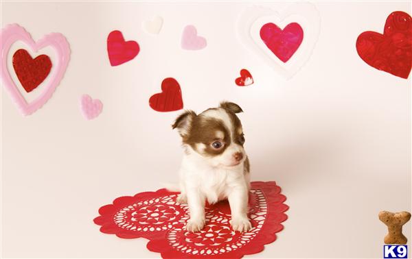 Puppies in OR