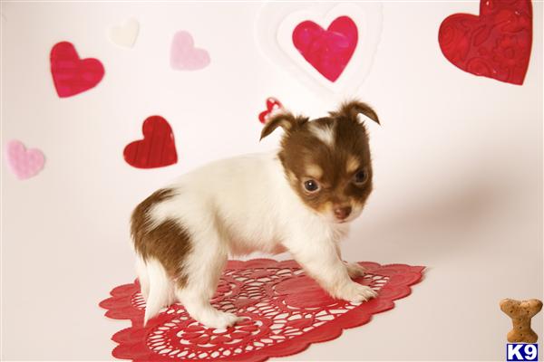 Puppies in OR