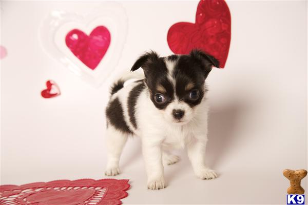 Puppies in OR