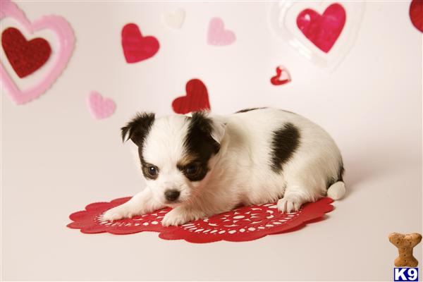 Chihuahua Puppies