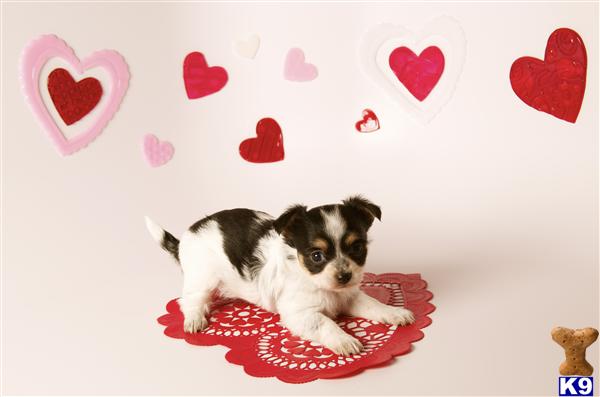 Chihuahua Puppies