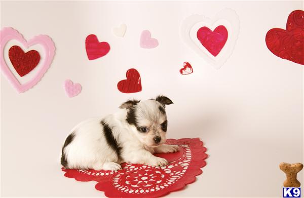 Chihuahua Puppies