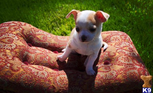Puppies in The dalles