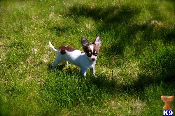 Puppies in The dalles