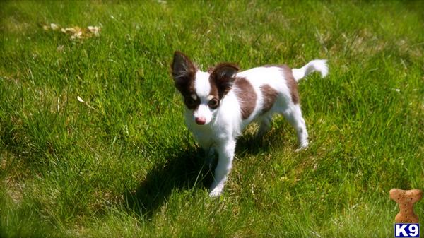 Puppies in The dalles