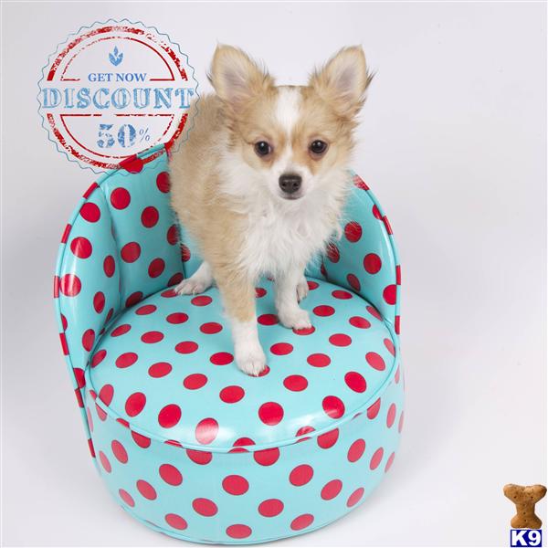 Puppies in OR