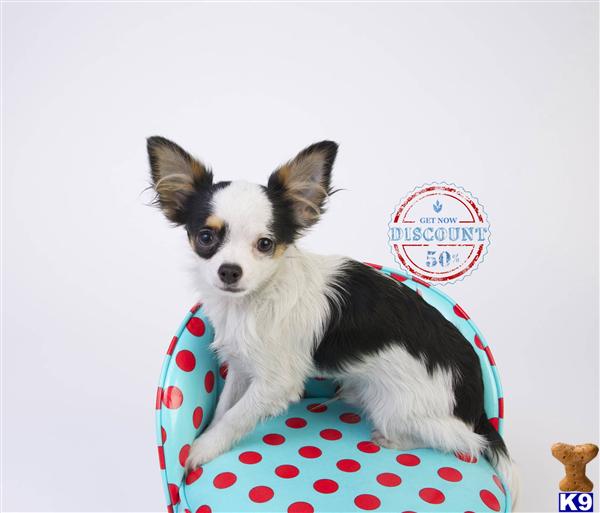 Chihuahua Puppies in OR