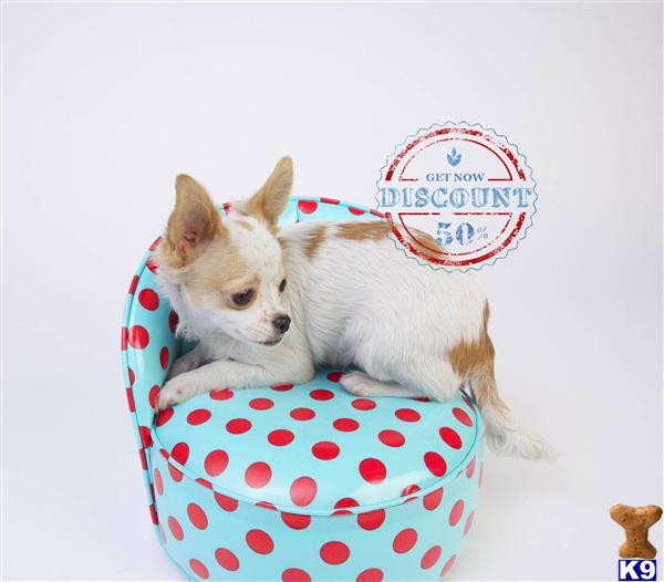 Chihuahua Puppies in OR