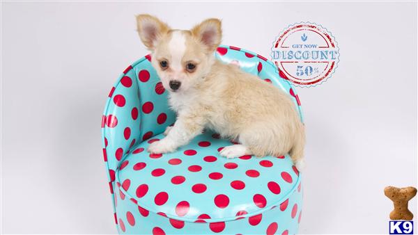Chihuahua Puppies in OR