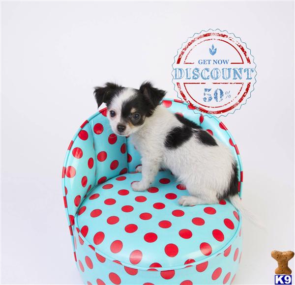 Chihuahua Puppies in OR