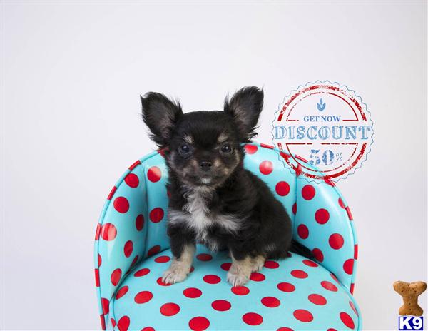Puppies in OR