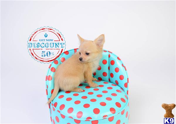 Chihuahua Puppies in OR