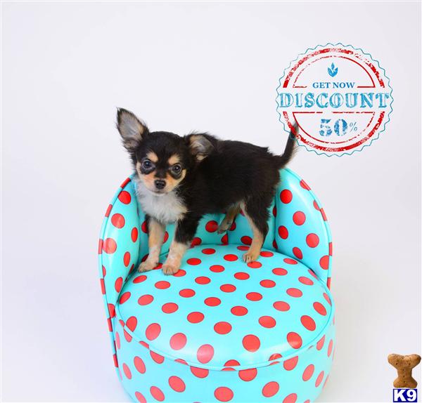 Chihuahua Puppies in OR