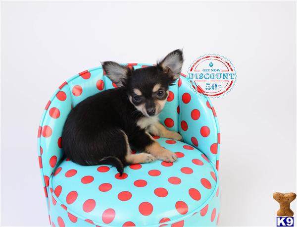 Chihuahua Puppies in OR