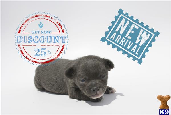Chihuahua Puppies in OR