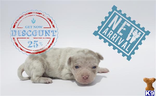 Chihuahua Puppies in OR