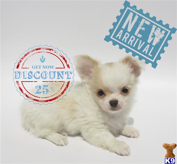 Puppies in OR