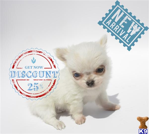 Chihuahua Puppies in OR