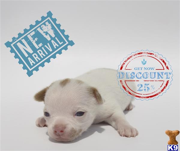 Chihuahua Puppies in OR