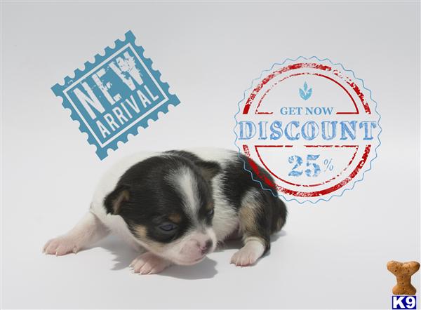 Chihuahua Puppies in OR