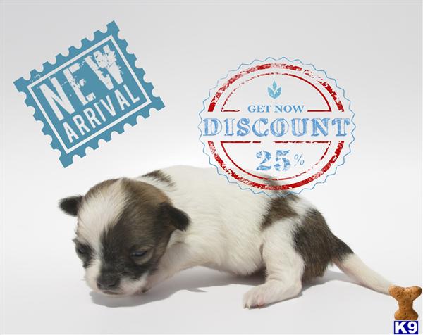 Chihuahua Puppies in OR