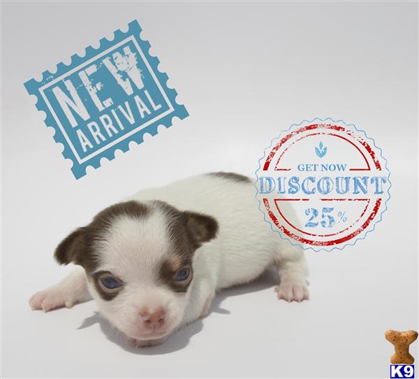 Chihuahua Puppies in OR