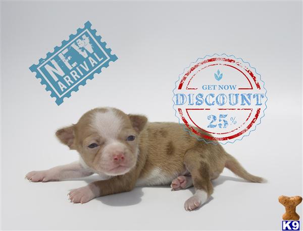 Chihuahua Puppies in OR
