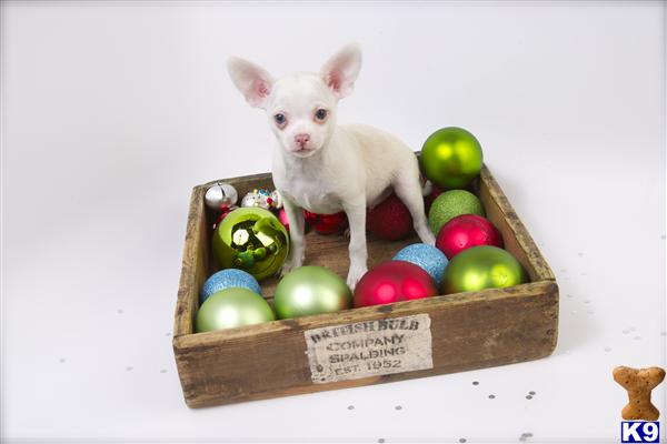 Chihuahua Puppies in OR