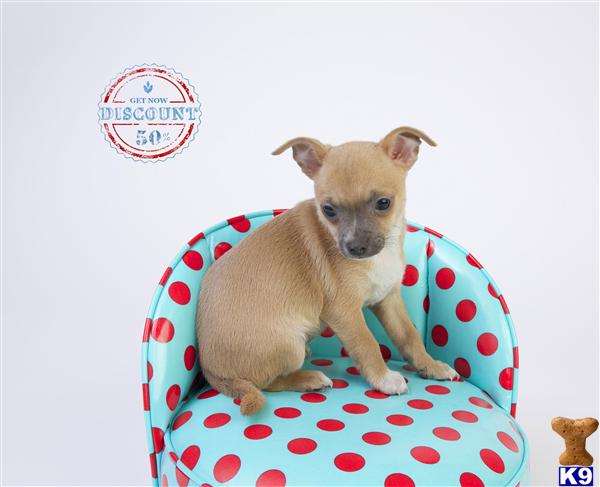 Chihuahua Puppies in OR