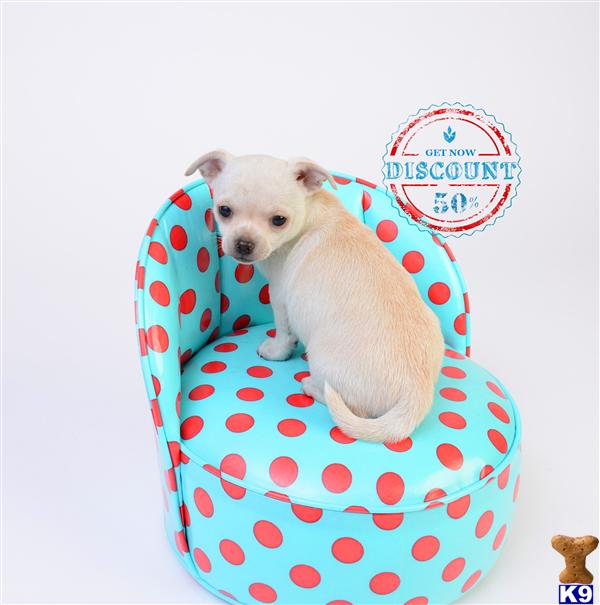 Chihuahua Puppies in OR