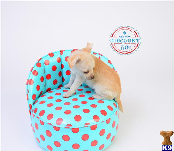 Chihuahua Puppies in OR