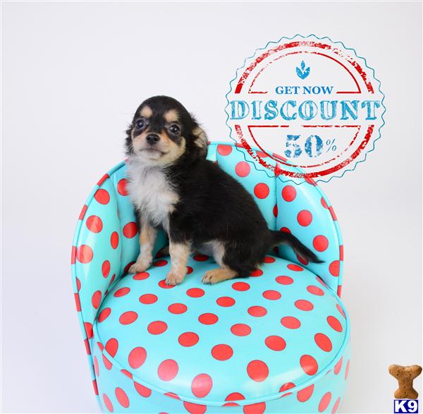 Chihuahua Puppies in OR