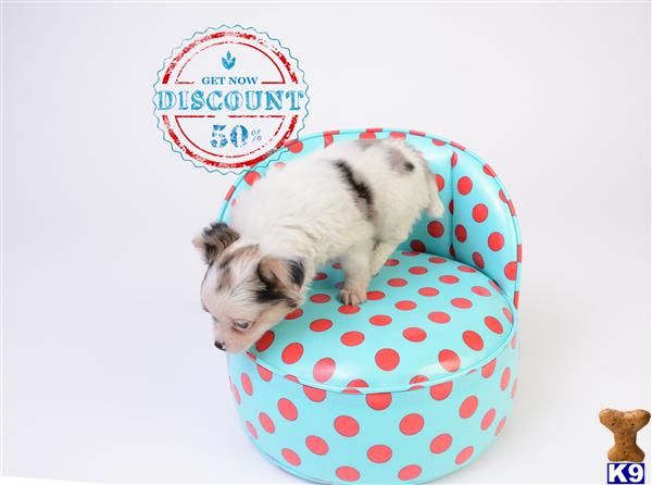 Chihuahua Puppies in OR