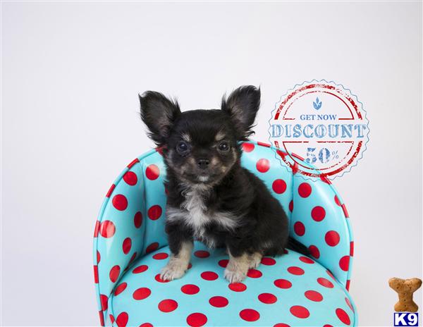 Chihuahua Puppies in OR