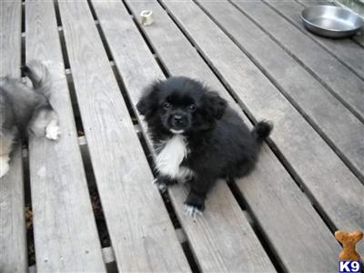 Puppies in CT