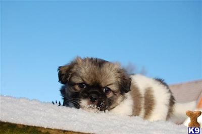 Puppies in CT